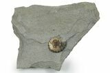 Jurassic Ammonite (Promicroceras) Fossil - Lyme Regis #351275-1